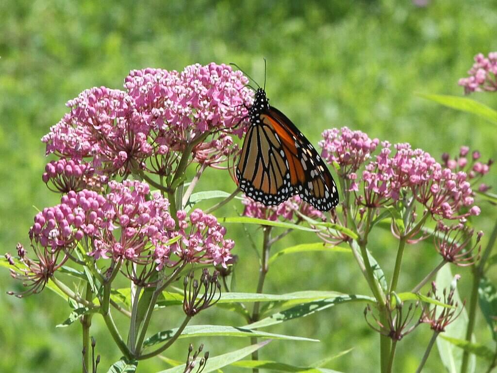 Milkweed plant