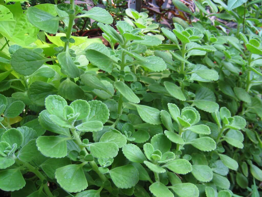 oregano plant as companion planting herbs