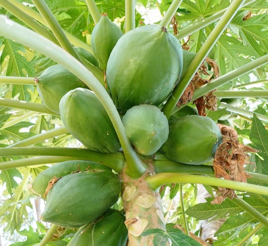 Papaya Tree Papaya Tree