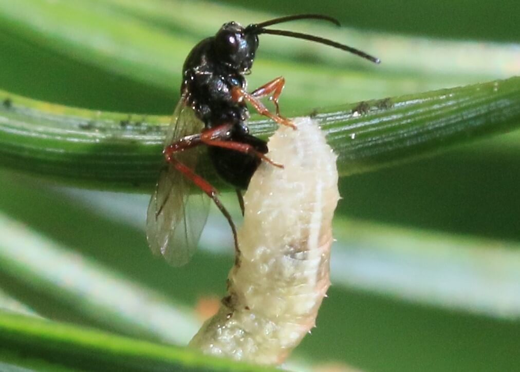 parasitic wasp as beneficial insects