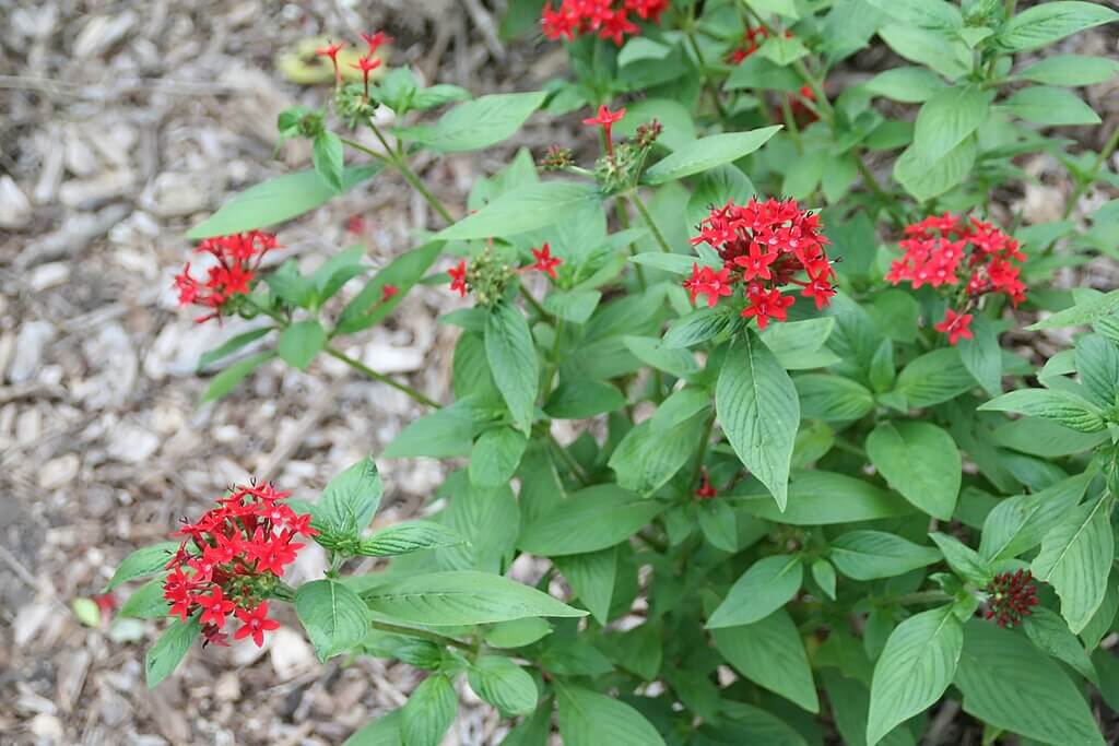 Pentas_lanceolata: Tropical plants full sun