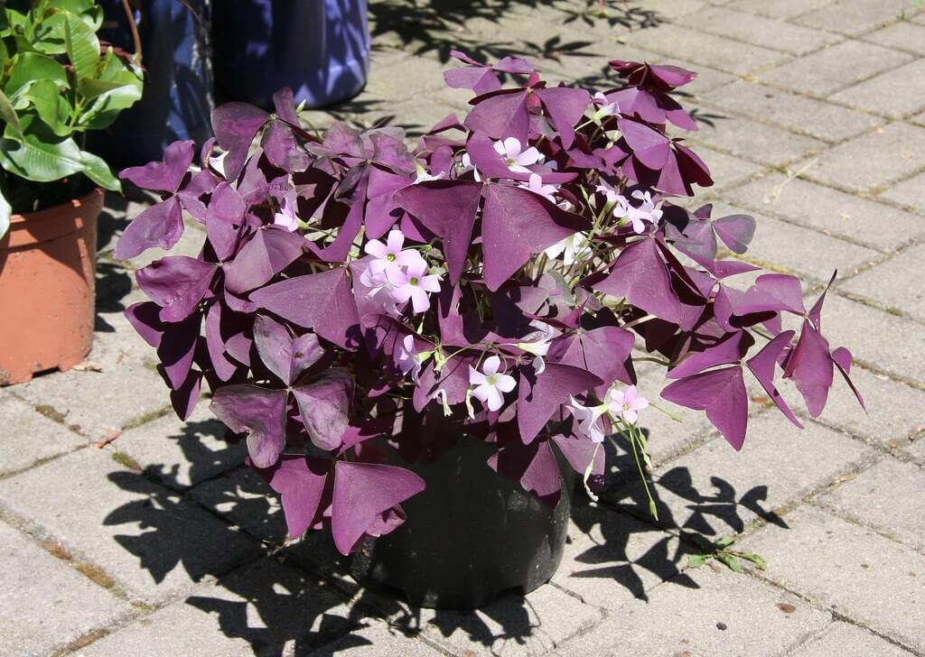 Purple-Shamrock: One of the house plants from seeds