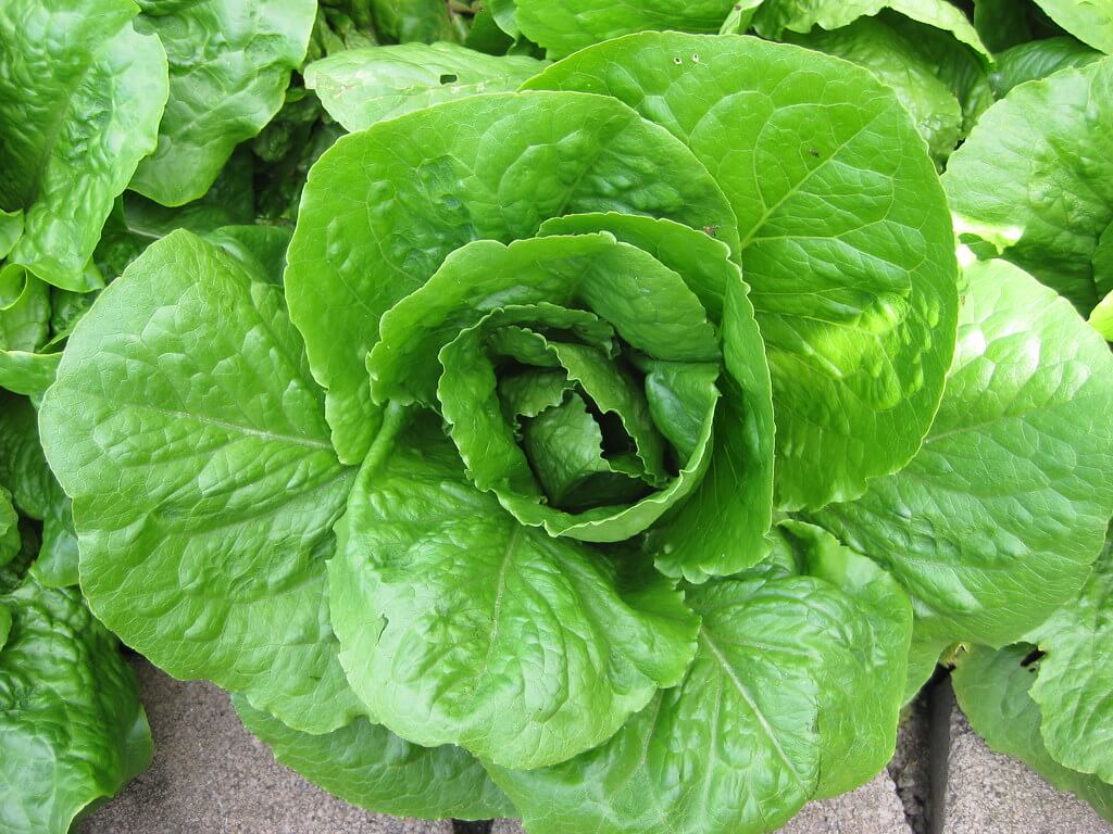 Romaine lettuce plant grow romaine lettuce plant