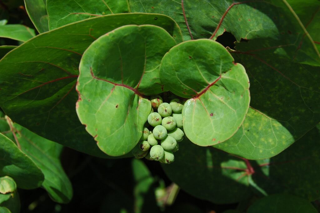 Sea-Grape