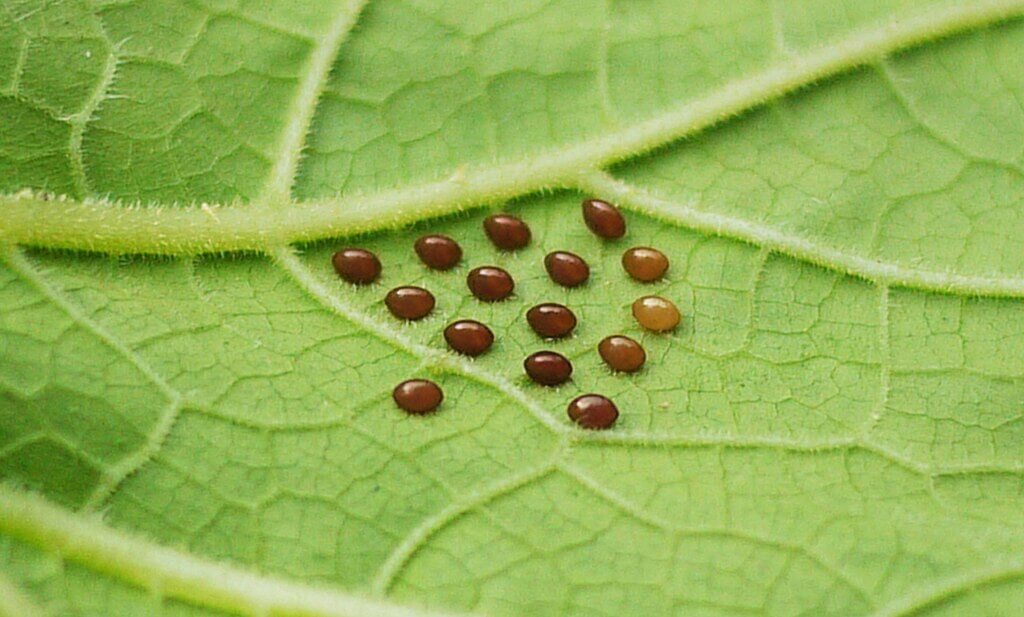 Squash plant leaf having squash bug eggs