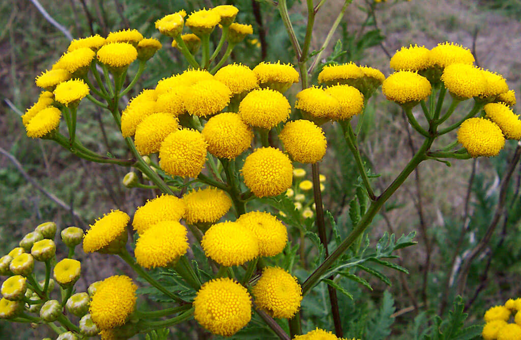 Tansy plant as cucumber companion plants for pest control and pollinator attraction