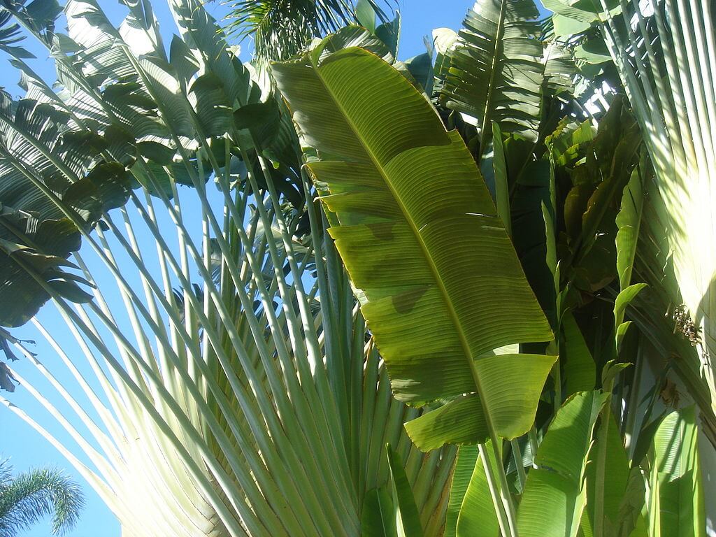 Travelers palm: tropical plants full sun
