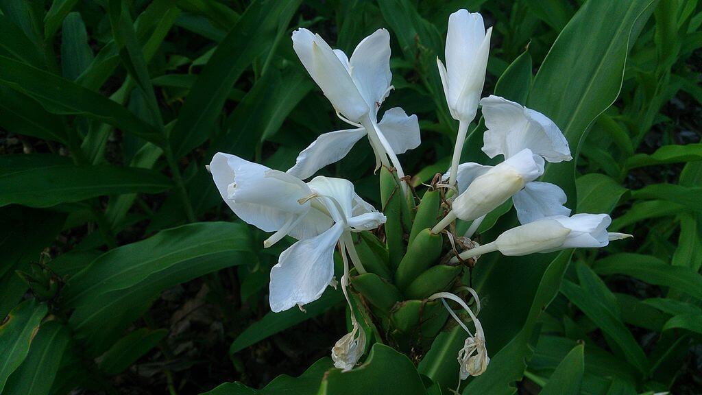 White_butterfly_ginger_Hedychium_coronarium