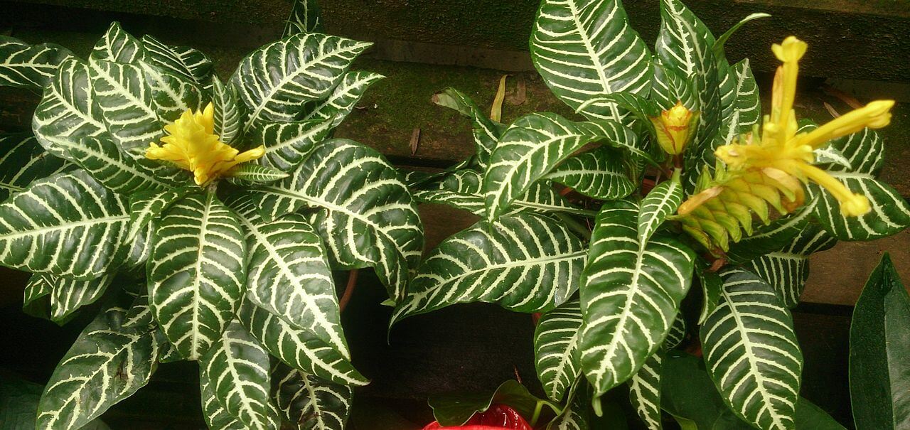 Zebra_Plant_Aphelandra_squarrosa