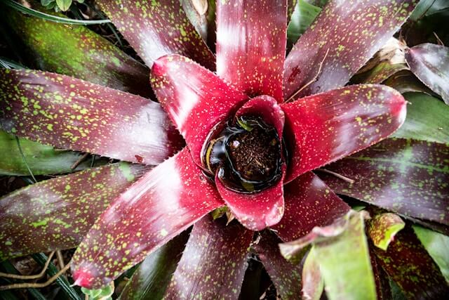 black bromeliad: black house plants