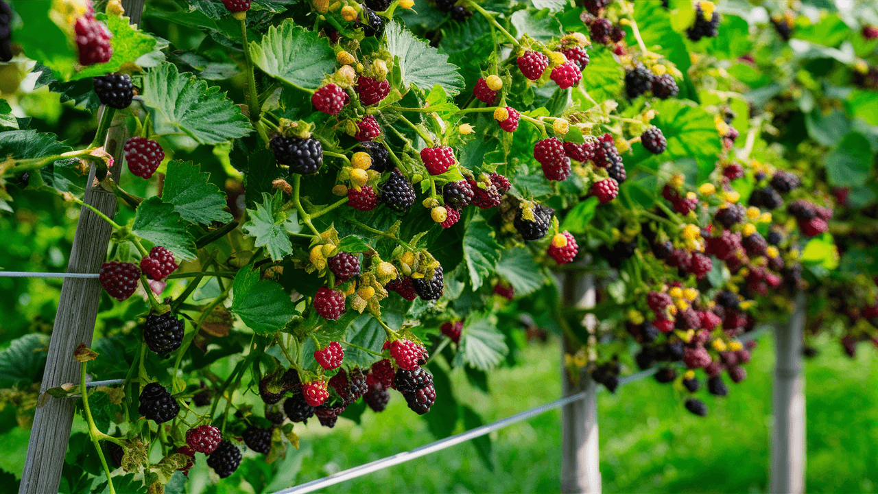 blackberry-vines blackberry-vines