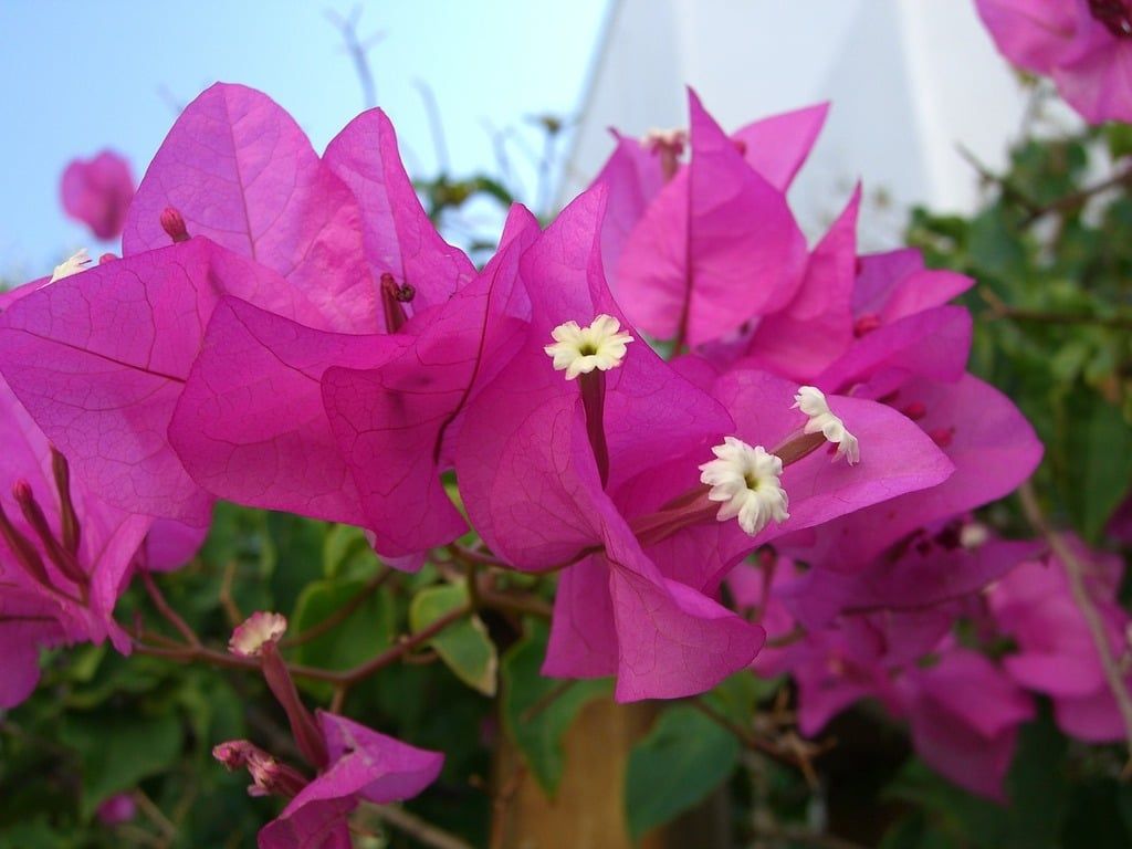 bougainvillea-plant bougainvillea-plant