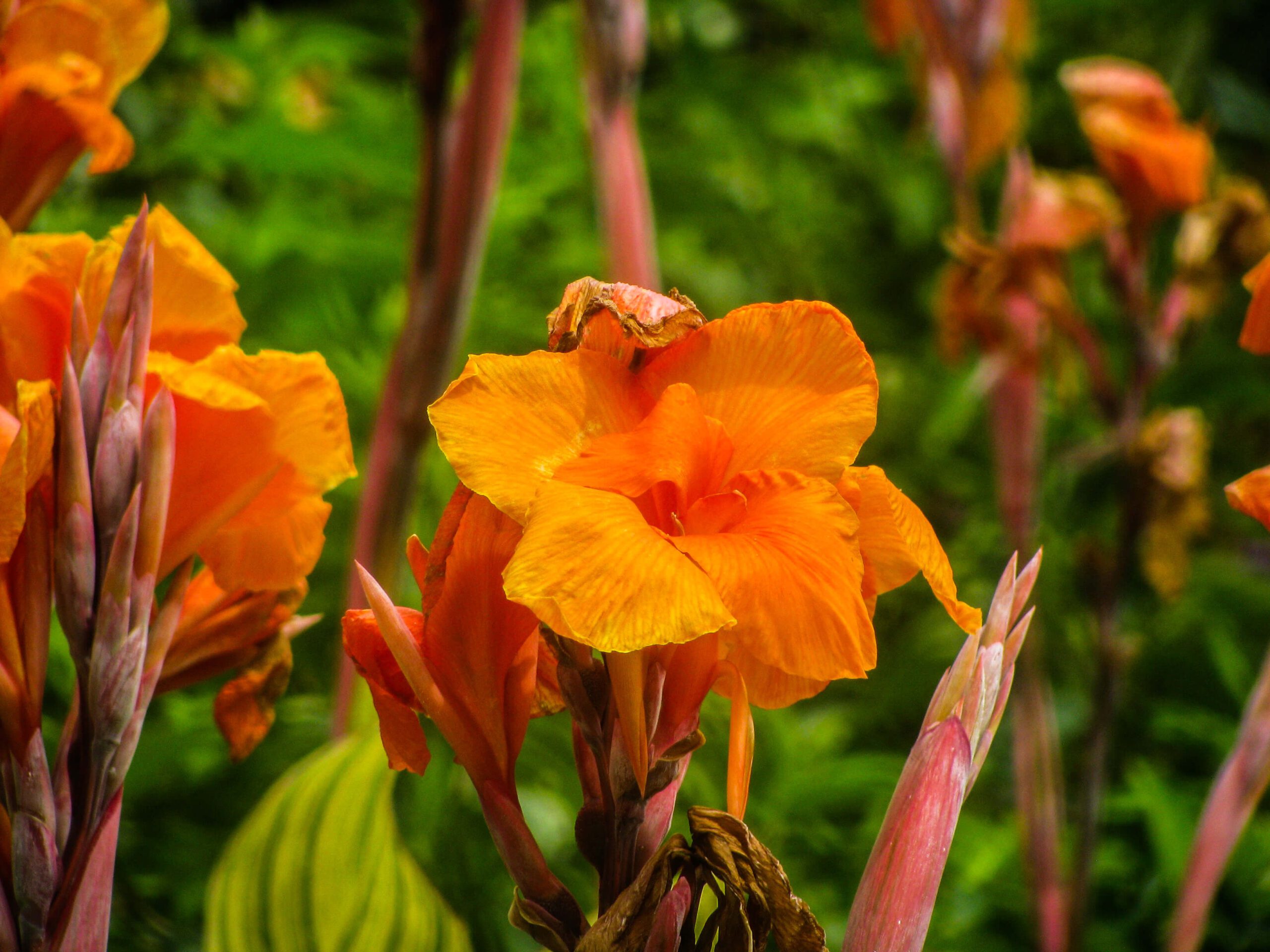 canna lily canna lily