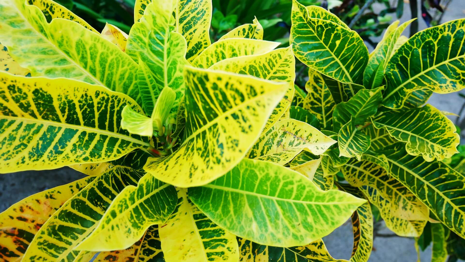 croton plant croton-plant