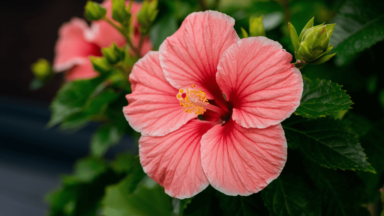 dwarf-hibiscus-plant dwarf-hibiscus-plant