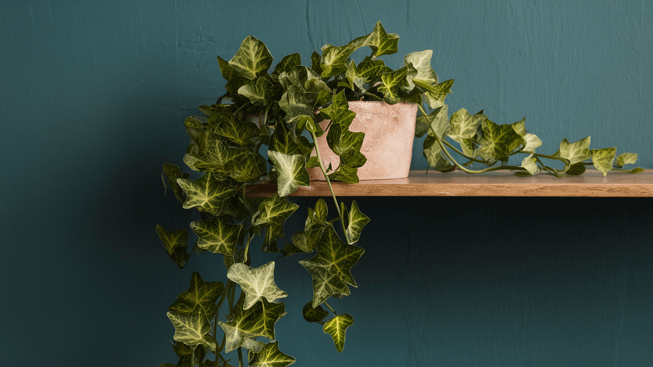 english-ivy: one of the best house plants from seeds