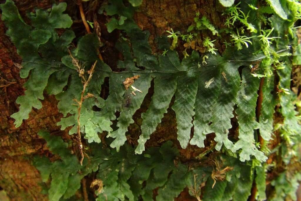 Liverwort plant growing on tree bark, showcasing its adaptability