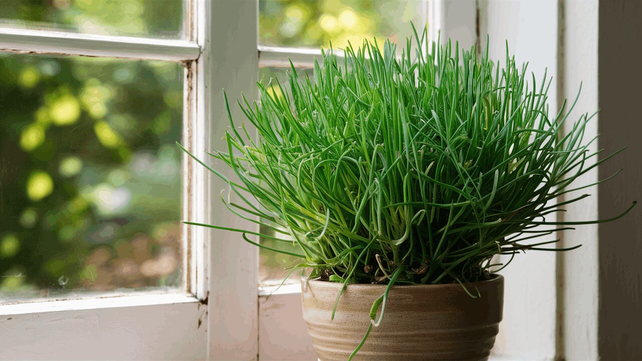 grow chives from cuttings growing chives in pots