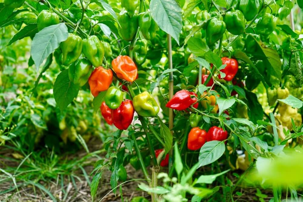 Habanero: one of best peppers to grow in containers