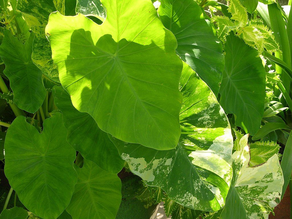 Elephant_Ear_Colocasia_esculenta: Tropical plants full sun