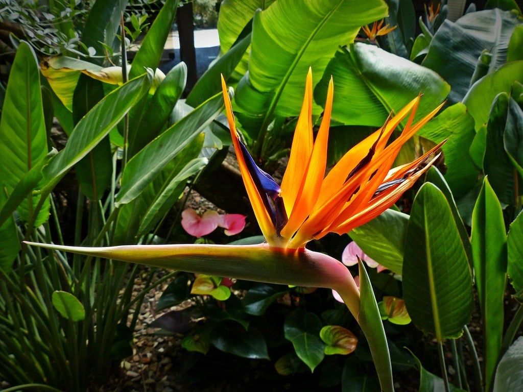 bird-of-paradise-flower-strelitzia-orchids bird-of-paradise-flower-strelitzia-orchids
