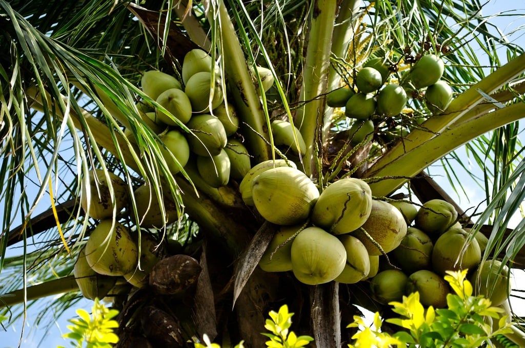 coconut-palm-tree coconut-palm-tree