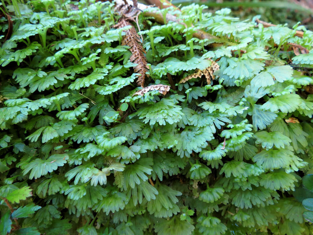 Leafy liverwort plant in a moist environment.