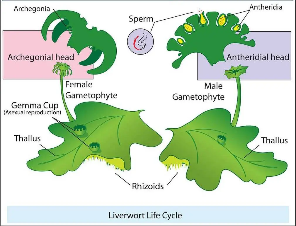 Liverwort life cycle diagram, illustrating the stages of gametophyte