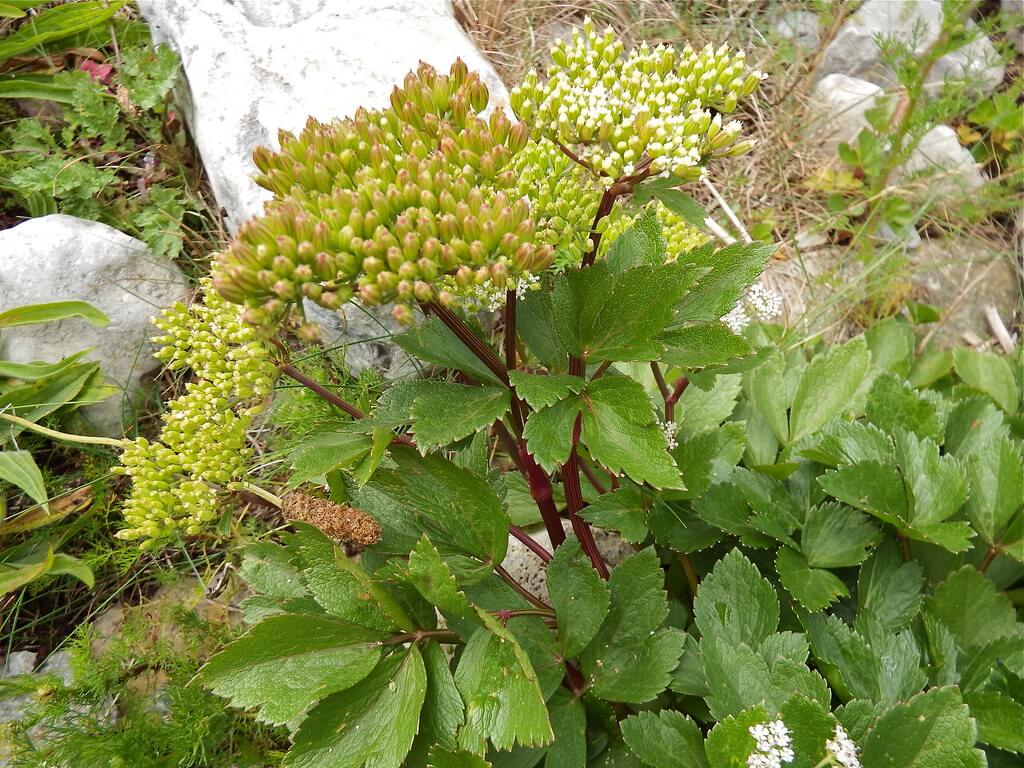 Lovage plant