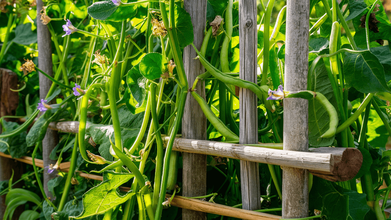 pole bean plant Pole bean plant: Vine growing vegetables