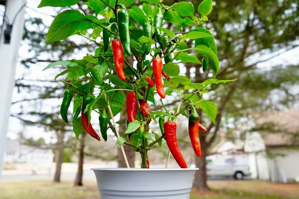 red-cayenne: 
one of the best peppers to grow in containers