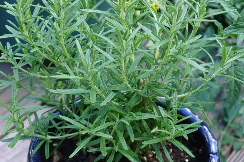 drought tolerant evergreen plants for pots