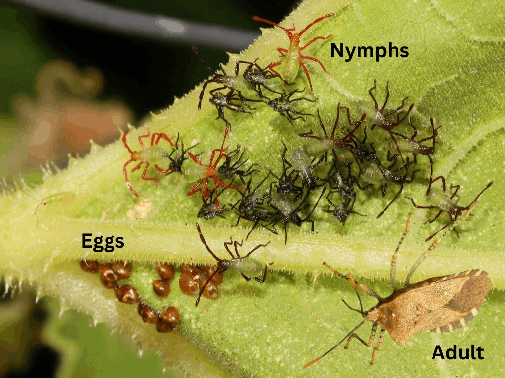 squash bugs