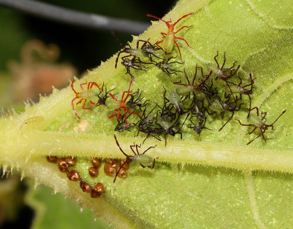Cluster of bronze-colored squash bug eggs and nymphs on the underside of a leaf
