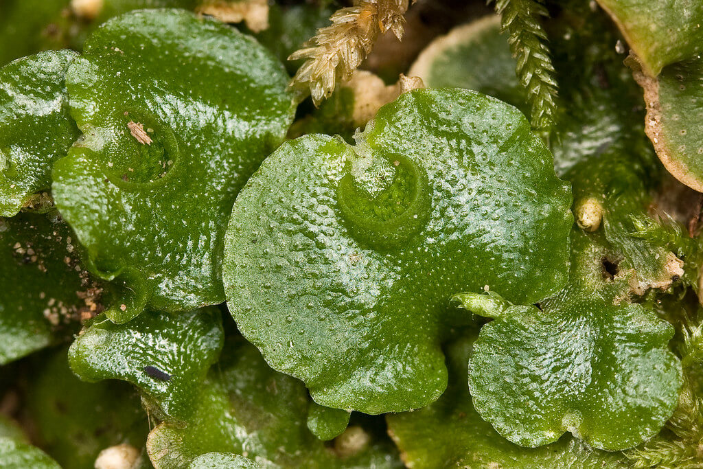 Thalloid liverwort plant with dew, highlighting its structure and moist environment
