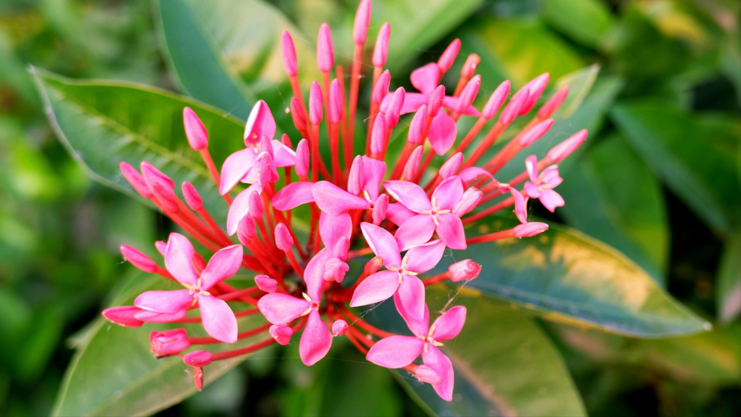 Ixora plant Ixora plant