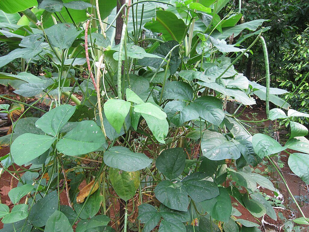 yardlong-bean-plant