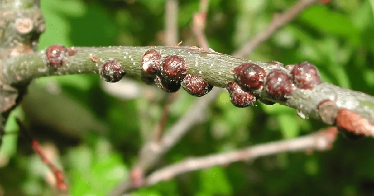 Severe armored scale insect infestation on plant stem