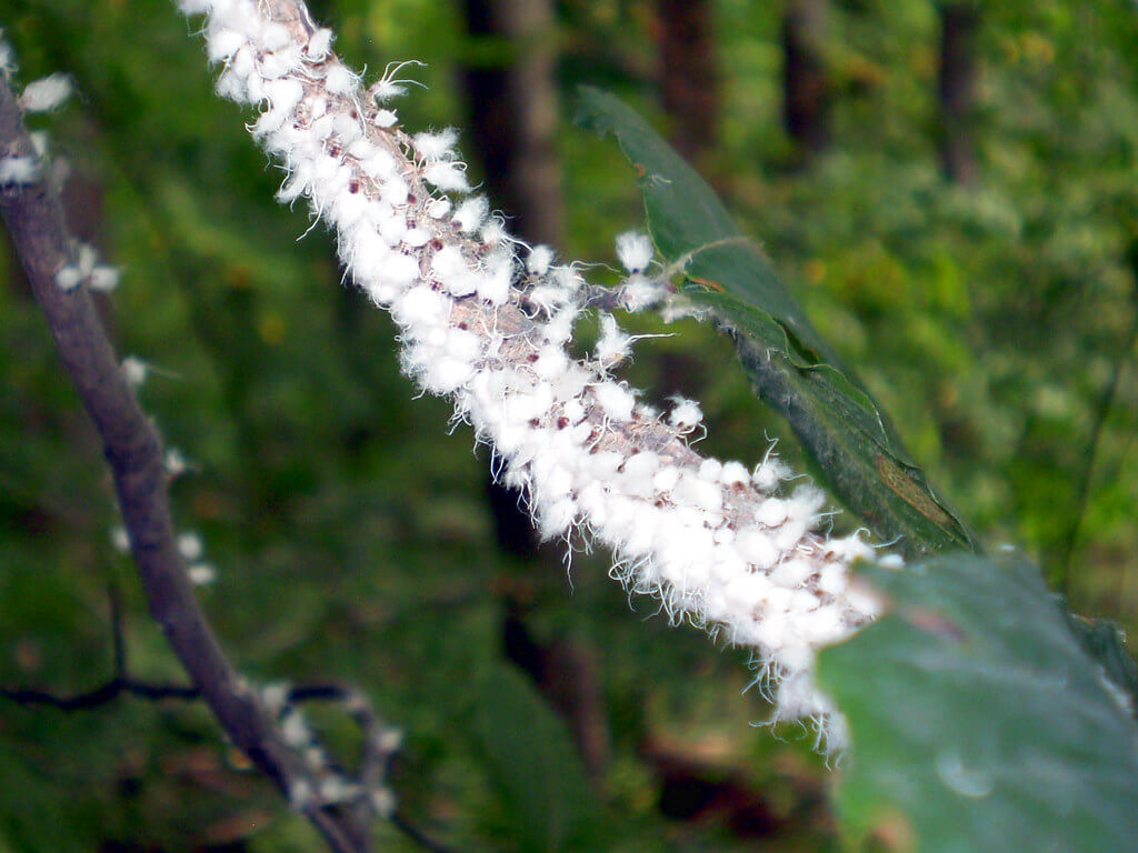 white aphids infestation showing white fuzzy bugs on a green plant leaf