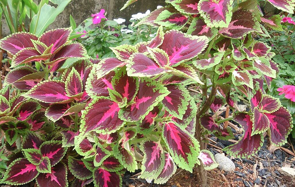 Coleus-benefits Coleus plants arranged in containers on a patio