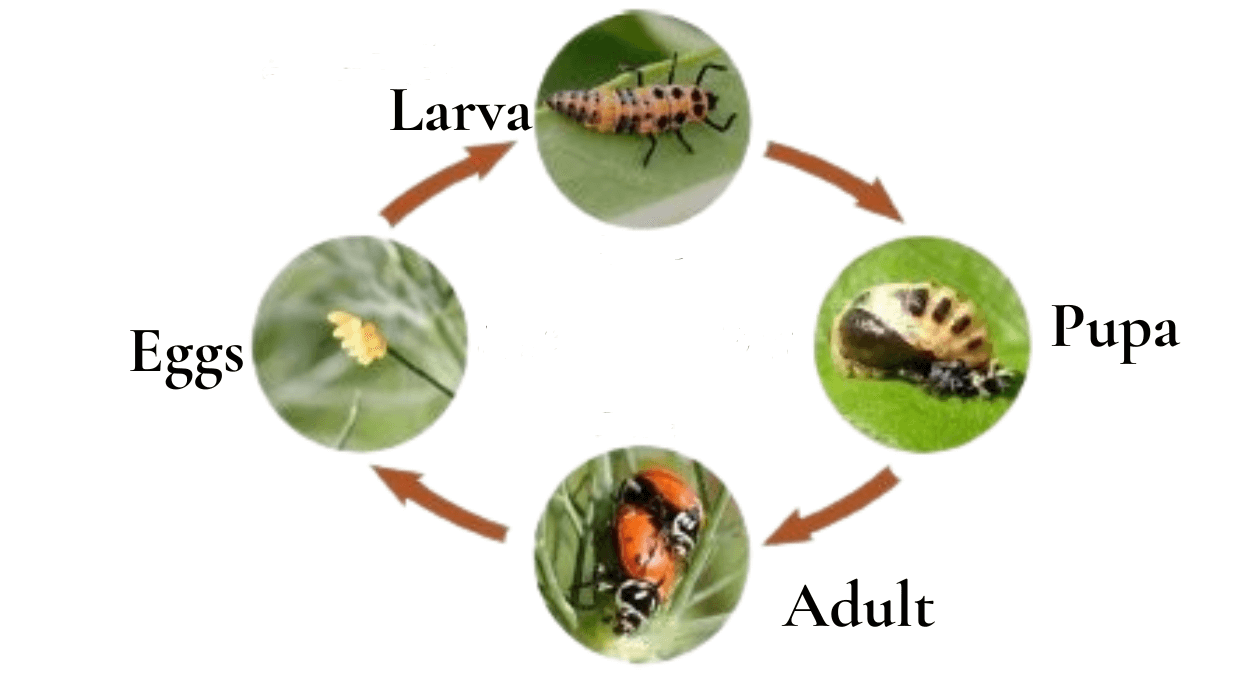lifecycle including egg, larva, pupa, and adult beetle