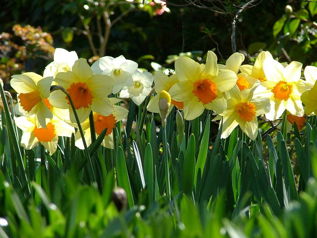 Healthy daffodils blooming in a spring garden with bright yellow petals