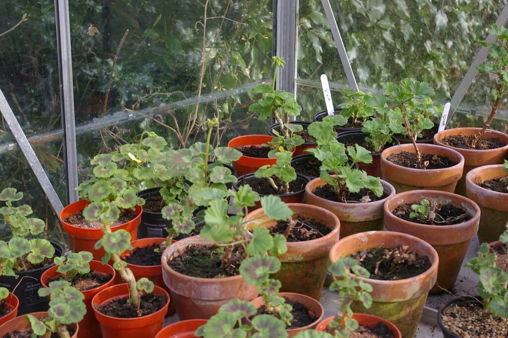 How to grow geraniums from cuttings - step-by-step guide
