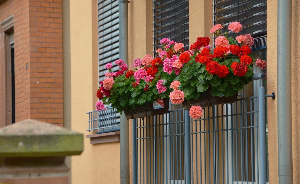 Colorful geraniums blooming in a sunny balcony - geranium plant care outdoors