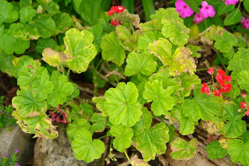 Geranium rust disease - common fungal problems in geraniums