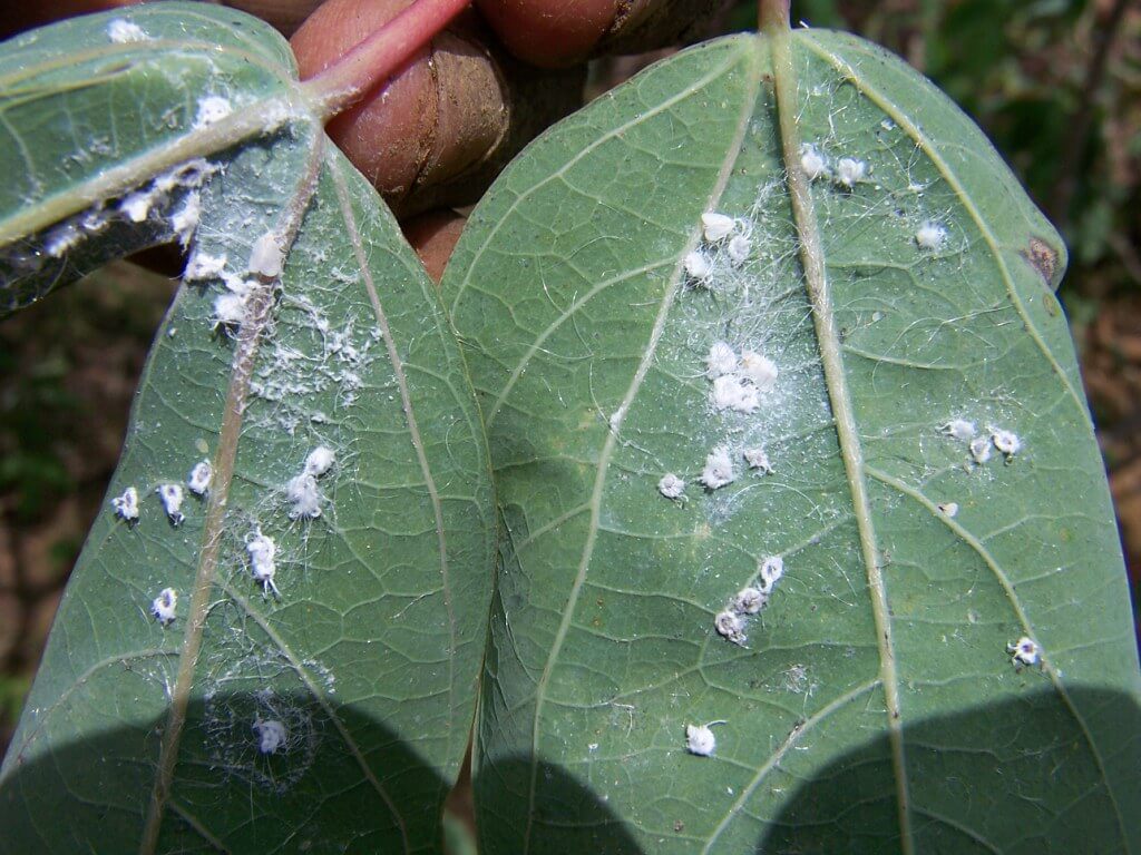 Whiteflies infestation on a green leaf, with white fuzzy bugs covering the plant’s surface.