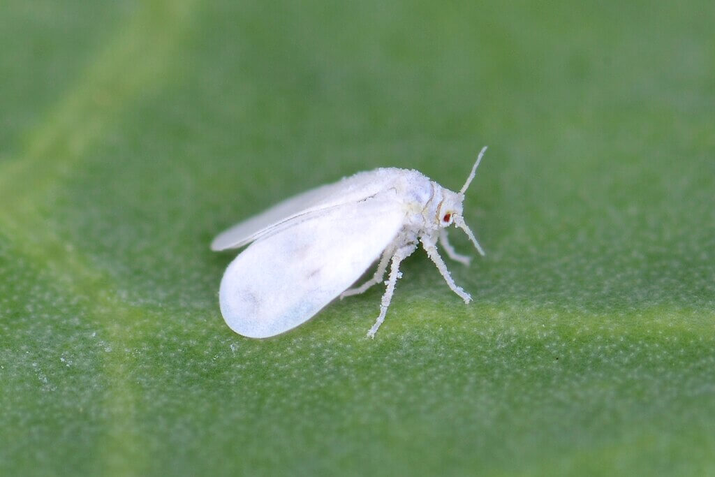 whitefly on leaf