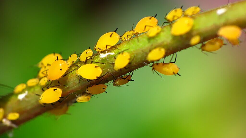 Yellow aphids feeding on plants
