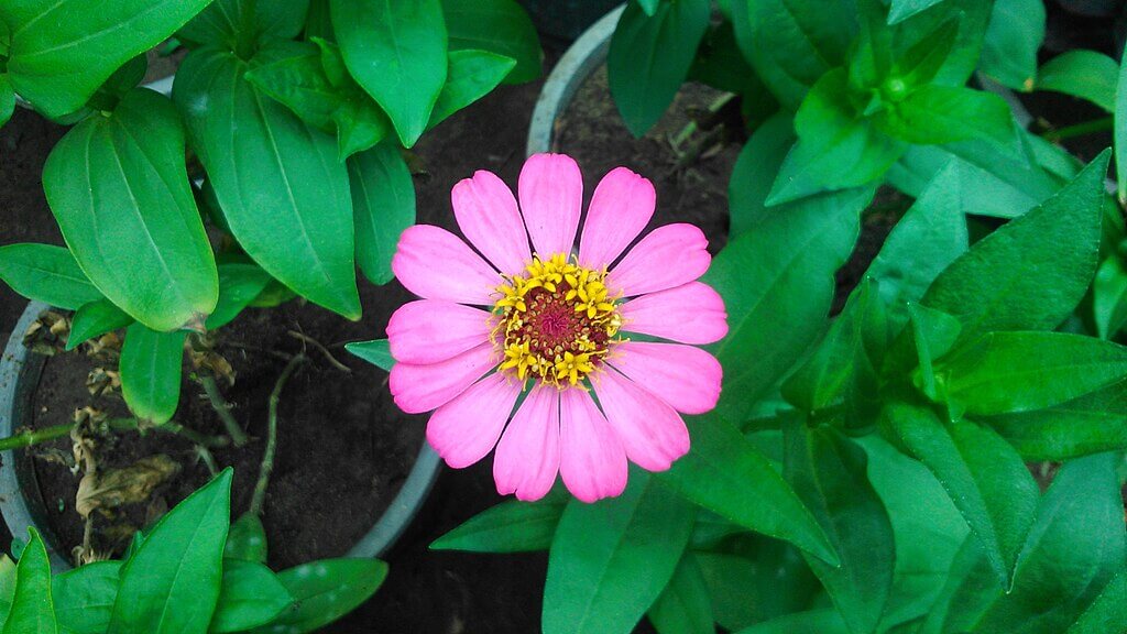 Zinnia plants growing in pots indoors