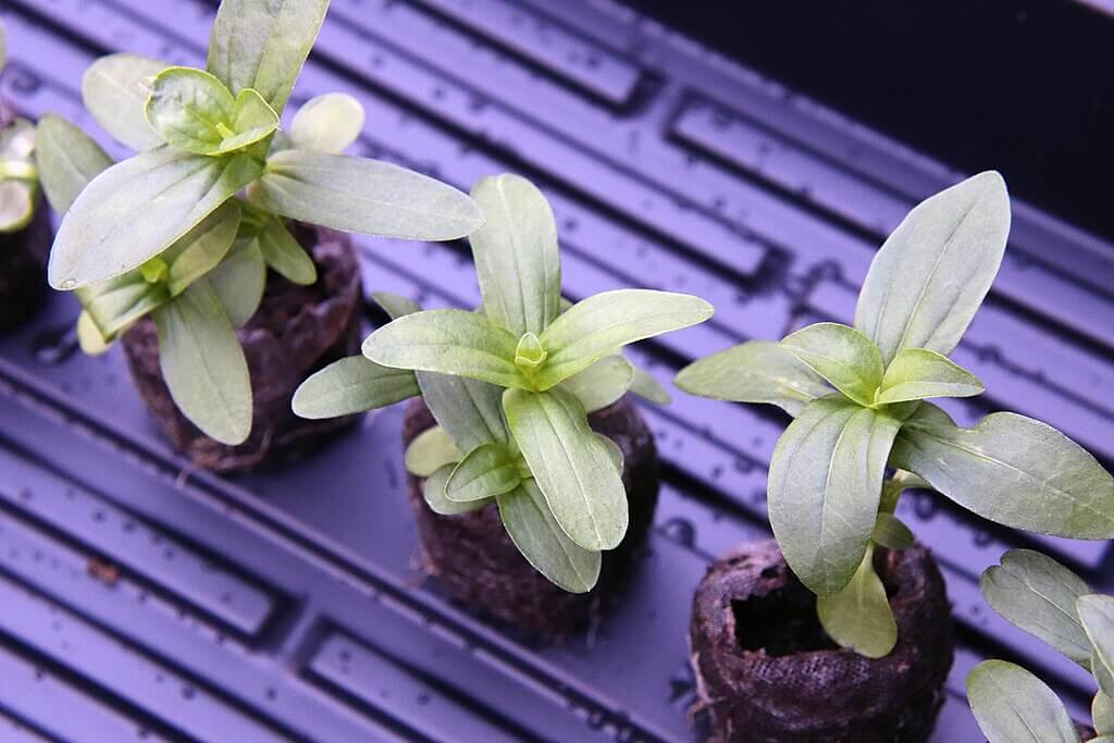 Zinnia seedlings growing in pots, ready for transplanting outdoors